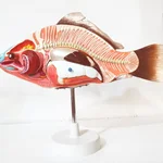 مولاژ ماهی قابل تفکیک 4 قسمتی اندازه طبیعی