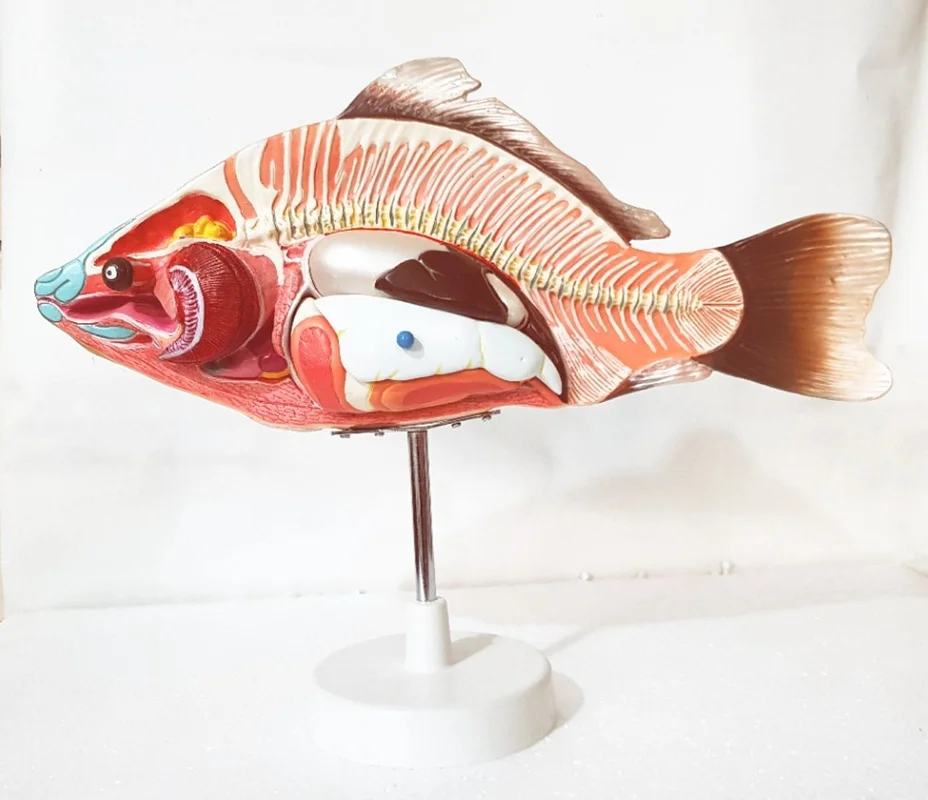 مولاژ ماهی قابل تفکیک 4 قسمتی اندازه طبیعی