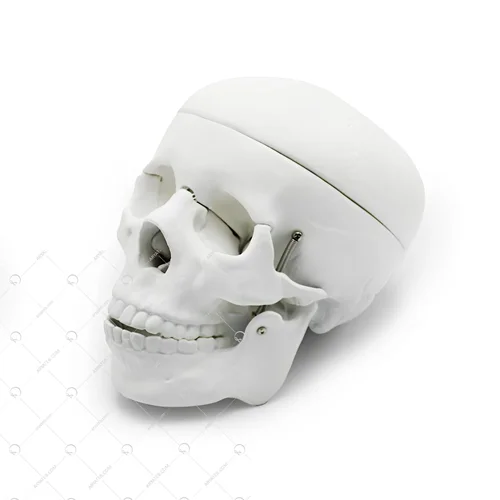 مولاژ جمجمه انسان اندازه طبیعی