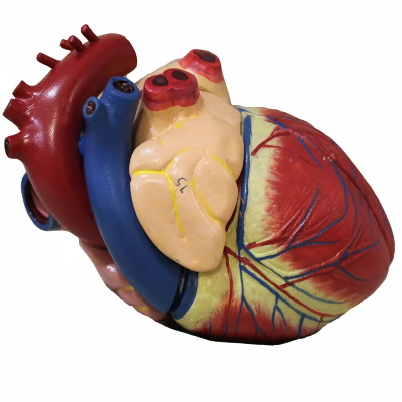 بازی آموزشی طرح آناتومی قلب