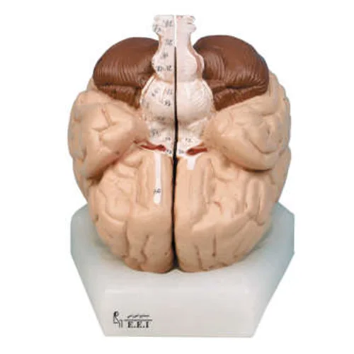 مولاژ مغز 2 قسمتی انسان اندازه طبیعی