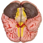 بازی آموزشی طرح آناتومی 8 قسمتی مغز انسان