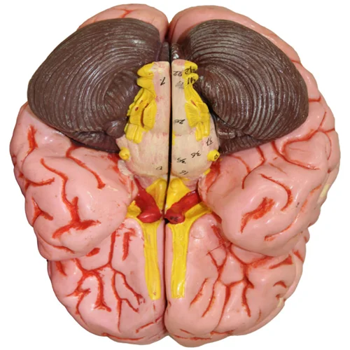 بازی آموزشی طرح آناتومی 4 قسمتی مغز انسان