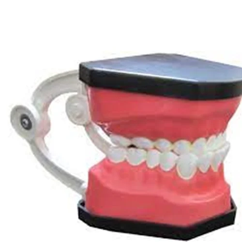 مولاژ دندان انسان متوسط