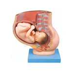 مولاژ حاملگی نمایش جنین 9 ماه در رحم