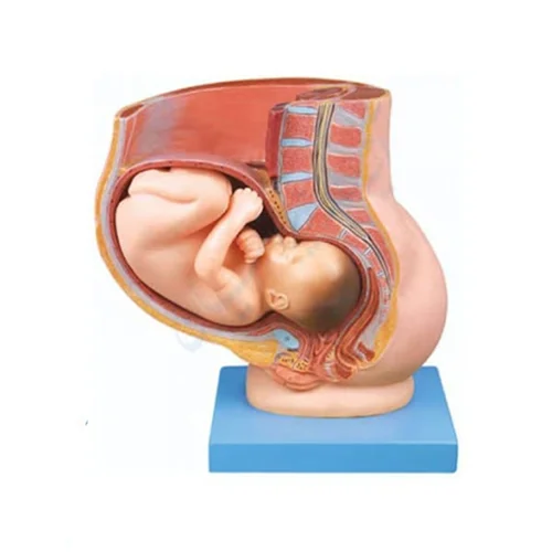 مولاژ حاملگی نمایش جنین 9 ماه در رحم