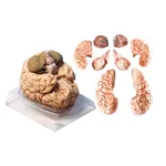 مولاژ 8 قسمتی مغز انسان اندازه طبیعی