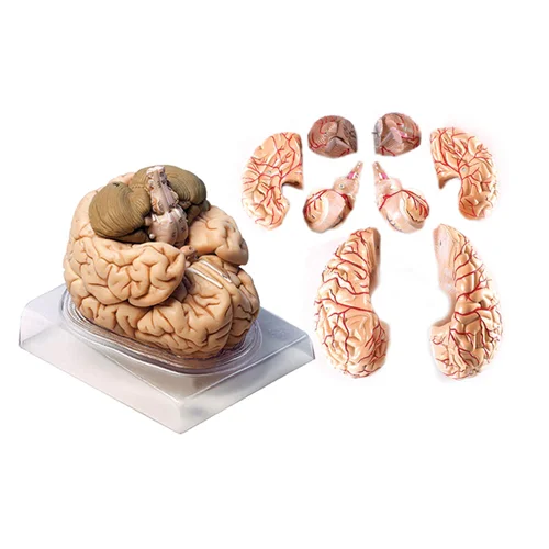 مولاژ 8 قسمتی مغز انسان اندازه طبیعی